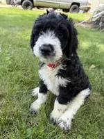Briggs, a male English Springer Spaniel and Poodle - Standard  for sale in Pekin, IL – 8 of 8