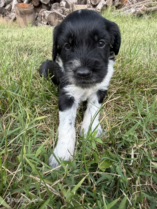 Beau – English Springer Spaniel, Poodle - Standard  puppy for sale in Pekin, IL