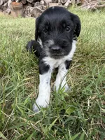 Beau, a male English Springer Spaniel and Poodle - Standard  for sale in Pekin, IL – 1 of 10