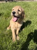 Winston , a male Goldendoodle and Poodle - Standard  for sale in Pekin, IL – 4 of 5