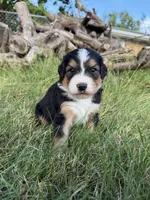 Sterling, a female Bernedoodle for sale in Pekin, IL – 4 of 6