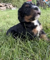 Sophie , a female Bernedoodle for sale in Pekin, IL – 4 of 7