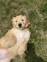 Goldie, a female Goldendoodle for sale in Pekin, IL – 8 of 8