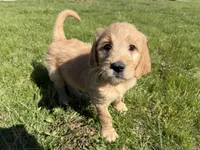Winston , a male Goldendoodle and Poodle - Standard  for sale in Pekin, IL – 3 of 5