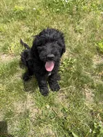 Kodiak, a male Goldendoodle for sale in Pekin, IL – 8 of 8