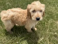 Goldie, a female Goldendoodle for sale in Pekin, IL – 3 of 8