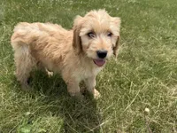 Goldie, a female Goldendoodle for sale in Pekin, IL – 5 of 8
