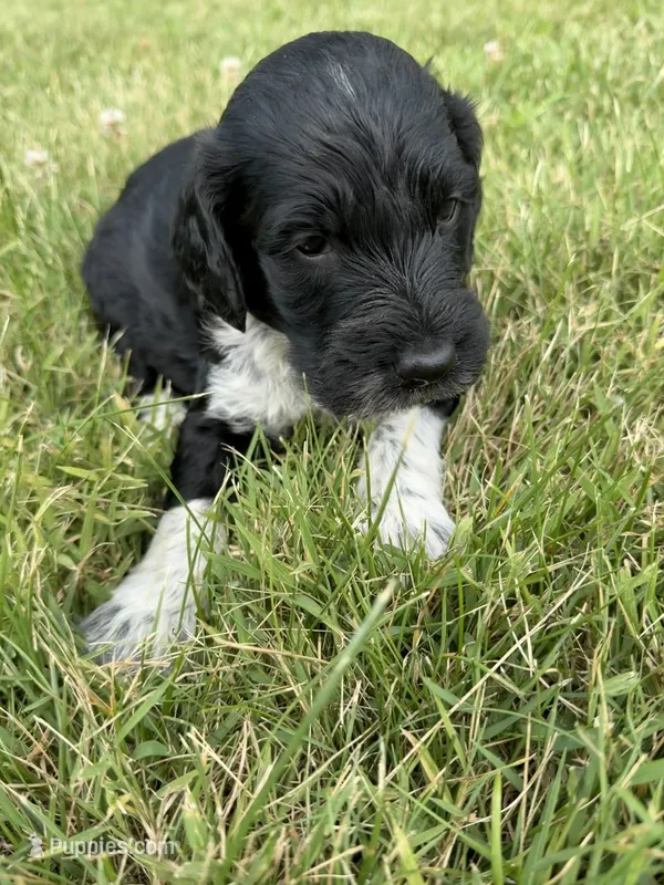 Toby – English Springer Spaniel, Poodle - Standard  puppy for sale in Pekin, IL