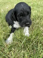 Toby, a male English Springer Spaniel and Poodle - Standard  for sale in Pekin, IL – 1 of 4