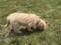 Sunny, a female Goldendoodle for sale in Pekin, IL – 10 of 10