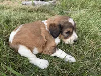 Zoey, a female English Springer Spaniel and Poodle - Standard  for sale in Pekin, IL – 3 of 10