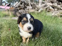 Sterling, a female Bernedoodle for sale in Pekin, IL – 3 of 6