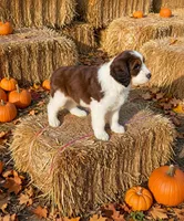 Presley, a female Springer Doodle for sale in Pekin, IL – 5 of 6