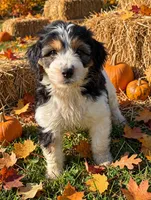 Bristol, a female Springer Doodle for sale in Pekin, IL – 3 of 5