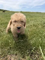 Gus, a male Goldendoodle for sale in Pekin, IL – 10 of 10