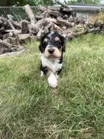 Hank, a male English Springer Spaniel and Poodle - Standard  for sale in Pekin, IL – 2 of 10