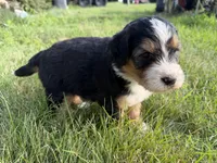 Sterling, a female Bernedoodle for sale in Pekin, IL – 6 of 6