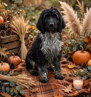 Toby, a male English Springer Spaniel and Poodle - Standard  for sale in Pekin, IL – 1 of 6