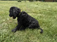 Kodiak, a male Goldendoodle for sale in Pekin, IL – 4 of 8