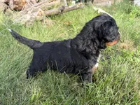Summit, a male Bernedoodle for sale in Pekin, IL – 7 of 8