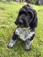 Toby, a male English Springer Spaniel and Poodle - Standard  for sale in Pekin, IL – 2 of 10