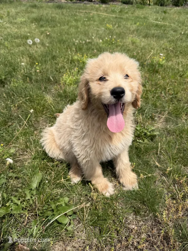 Sunny – Goldendoodle puppy for sale in Pekin, IL