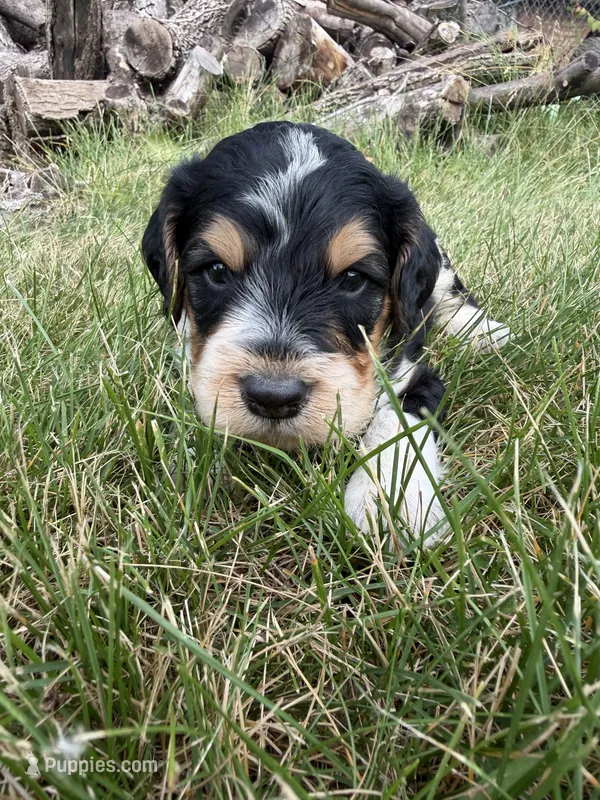 Hank – English Springer Spaniel, Poodle - Standard  puppy for sale in Pekin, IL