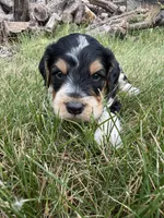Hank, a male English Springer Spaniel and Poodle - Standard  for sale in Pekin, IL – 1 of 10