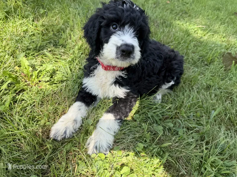 Briggs – English Springer Spaniel, Poodle - Standard  puppy for sale in Pekin, IL