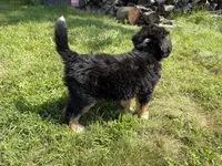 Sterling, a female Bernedoodle for sale in Pekin, IL – 8 of 8