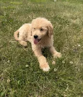 Sunny, a female Goldendoodle for sale in Pekin, IL – 3 of 10