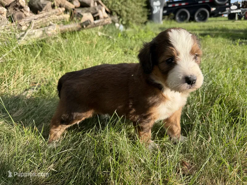 Opal – Bernedoodle puppy for sale in Pekin, IL