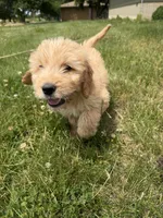 Gus, a male Goldendoodle for sale in Pekin, IL – 5 of 10