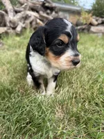 Hank, a male English Springer Spaniel and Poodle - Standard  for sale in Pekin, IL – 4 of 10
