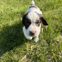 Remington 6378, a male English Springer Spaniel for sale in Pekin, IL – Photo 1 of 8