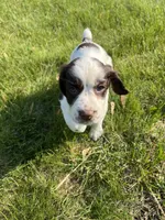 Remington 6378, a male English Springer Spaniel for sale in Pekin, IL – Photo 1 of 8