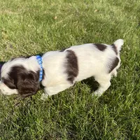 Remington 6378, a male English Springer Spaniel for sale in Pekin, IL – Photo 5 of 8