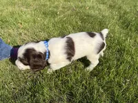 Remington 6378, a male English Springer Spaniel for sale in Pekin, IL – Photo 5 of 8