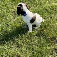 Remington 6378, a male English Springer Spaniel for sale in Pekin, IL – Photo 8 of 8