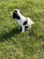 Remington 6378, a male English Springer Spaniel for sale in Pekin, IL – Photo 8 of 8