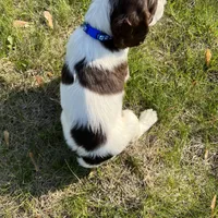 Remington 6378, a male English Springer Spaniel for sale in Pekin, IL – Photo 2 of 8