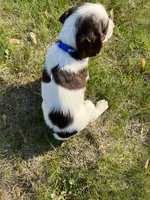 Remington 6378, a male English Springer Spaniel for sale in Pekin, IL – Photo 2 of 8