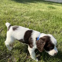 Remington 6378, a male English Springer Spaniel for sale in Pekin, IL – Photo 4 of 8
