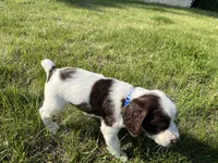 Remington 6378, a male English Springer Spaniel for sale in Pekin, IL – Photo 4 of 8