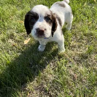 Remington 6378, a male English Springer Spaniel for sale in Pekin, IL – Photo 6 of 8