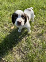 Remington 6378, a male English Springer Spaniel for sale in Pekin, IL – Photo 6 of 8