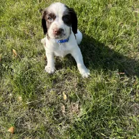 Remington 6378, a male English Springer Spaniel for sale in Pekin, IL – Photo 7 of 8