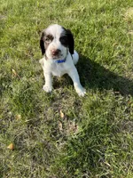 Remington 6378, a male English Springer Spaniel for sale in Pekin, IL – Photo 7 of 8