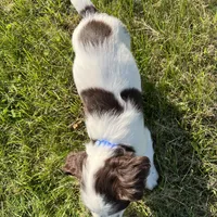 Remington 6378, a male English Springer Spaniel for sale in Pekin, IL – Photo 3 of 8