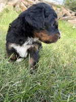 Summit, a male Bernedoodle for sale in Pekin, IL – 6 of 8